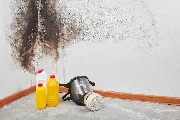 Best Best Mold Removal Companies  in Stony Point, MI