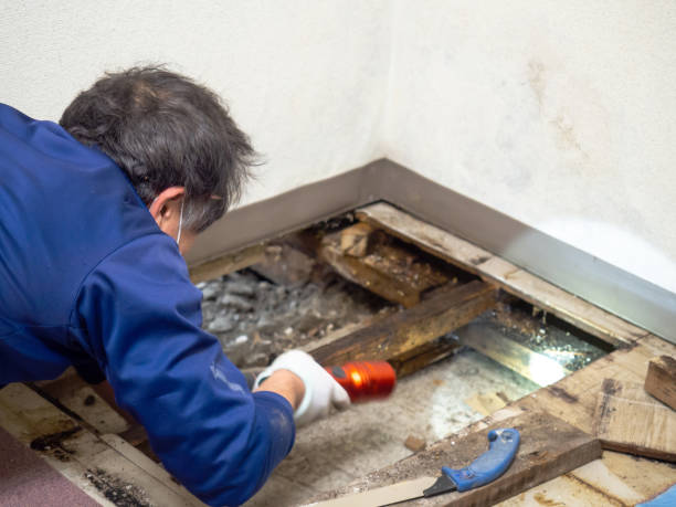 Best Mold Testing  in Stony Point, MI