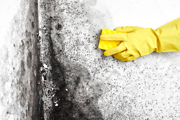 Best Mold Removal and Inspection  in Stony Point, MI