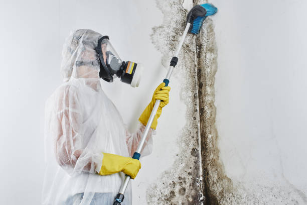 Best Mold Removal Company Near Me  in Stony Point, MI