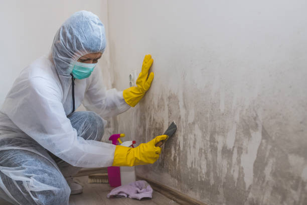 Best Home Mold Removal  in Stony Point, MI