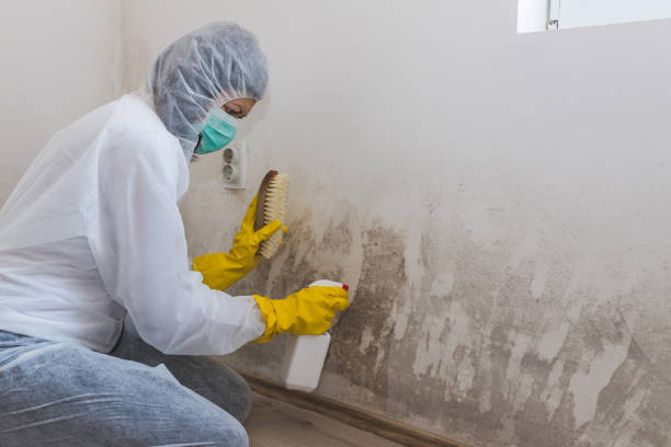 Best Certified Mold Removal  in Stony Point, MI