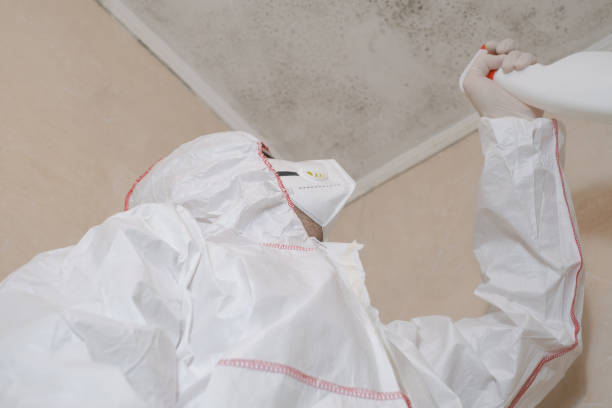 Best Fast Mold Removal  in Stony Point, MI