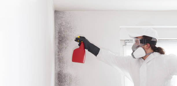 Best Office Mold Removal Services  in Stony Point, MI