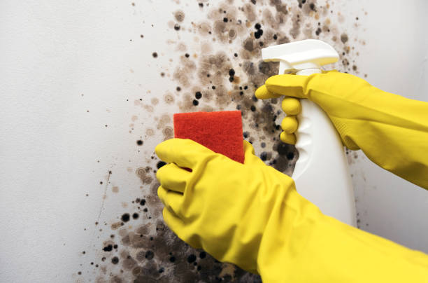 Best Toxic Mold Removal  in Stony Point, MI