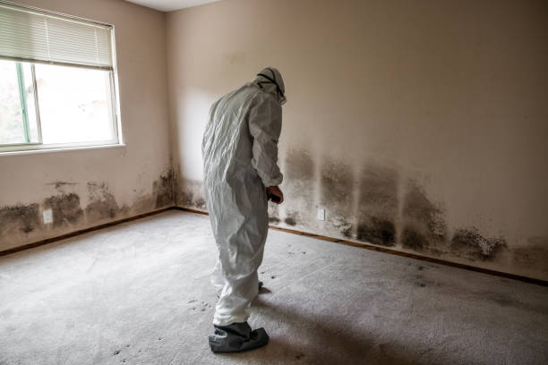 Best Mold Testing  in Stony Point, MI