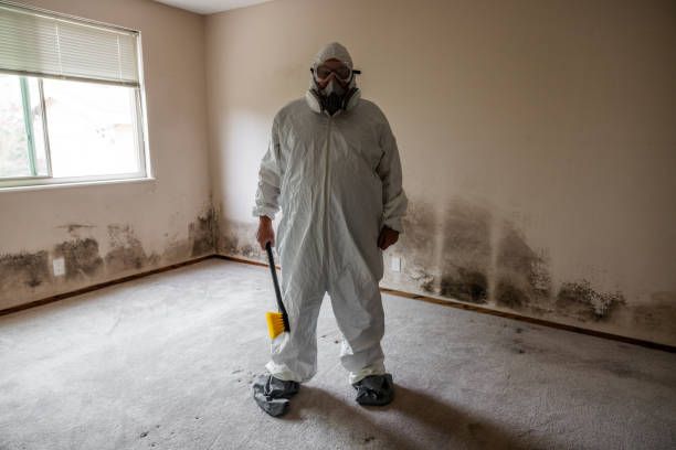 Best Commercial Mold Removal  in Stony Point, MI