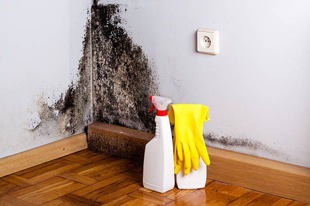 Attic Mold Removal in Stony Point, MI