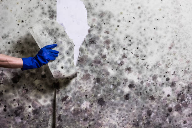 Reliable Stony Point, MI Mold Removal Solutions