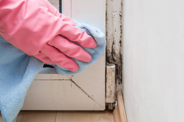 Best Emergency Mold Removal  in Stony Point, MI