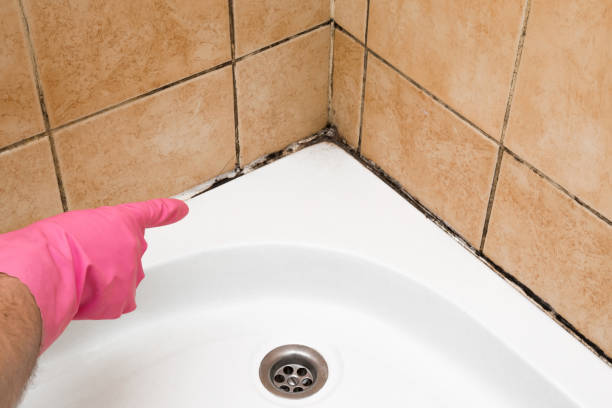Best Residential Mold Removal  in Stony Point, MI