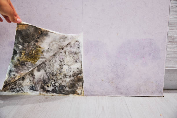 Best Attic Mold Removal  in Stony Point, MI